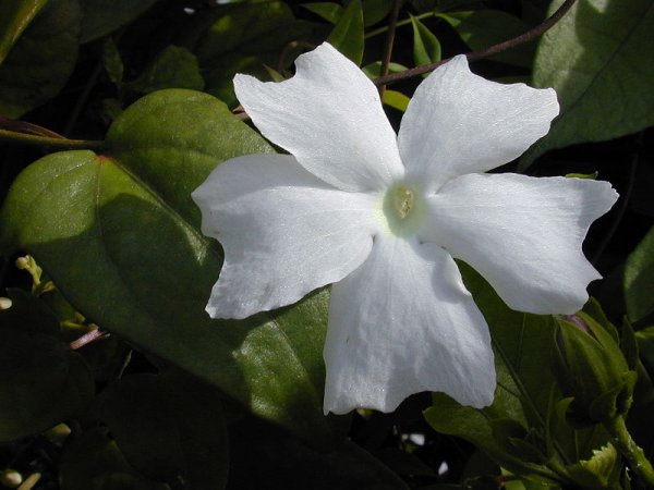 Thunbergia fragrans