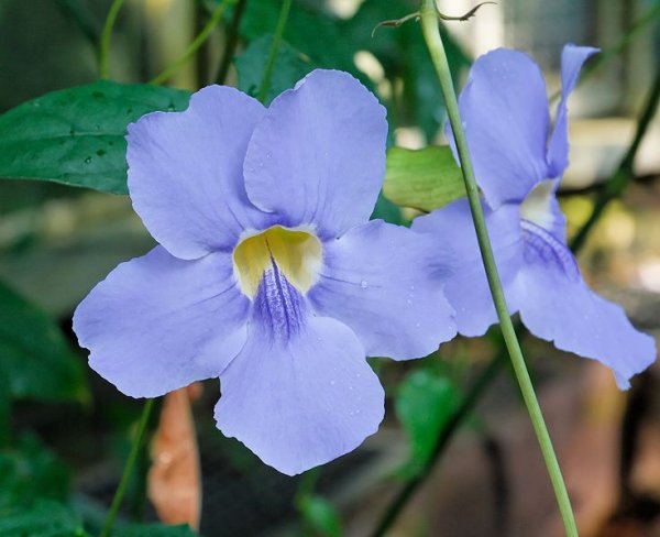 Thunbergia laurifolia