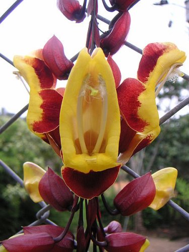 Thunbergia mysorensis