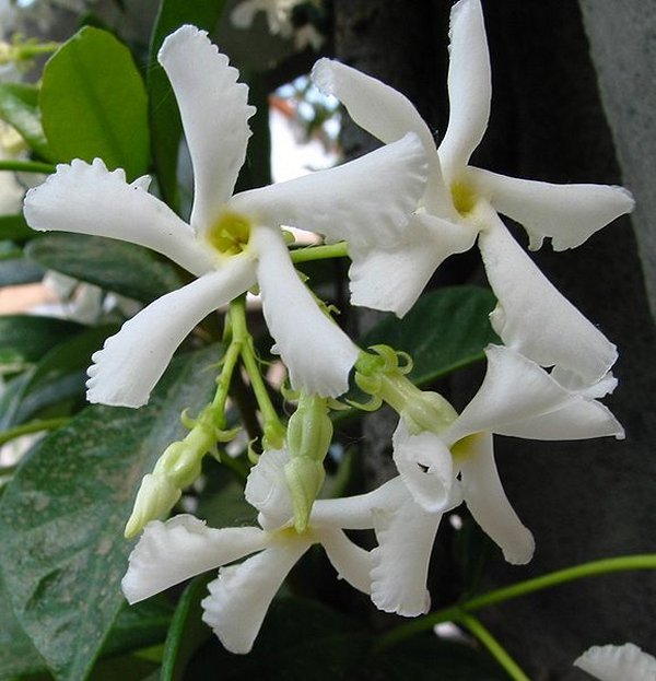 Trachelospermum jasminoides