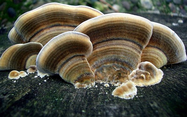 Trametes versicolor