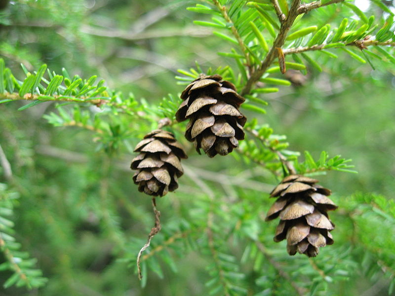 Tsuga canadensis