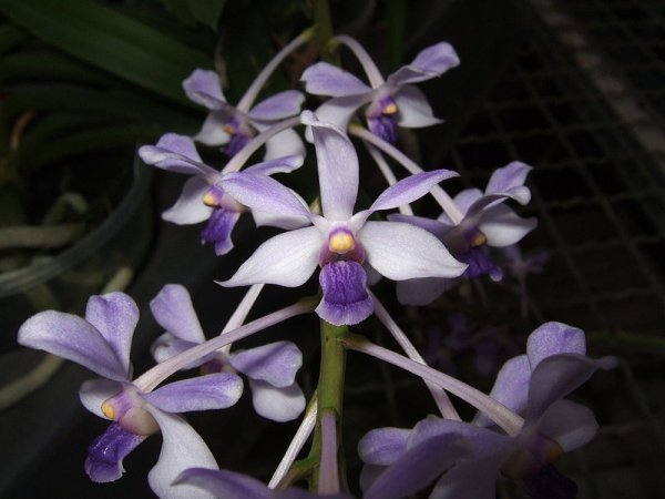 Vanda coerulescens