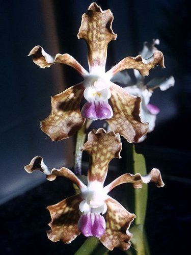 Vanda lamellata