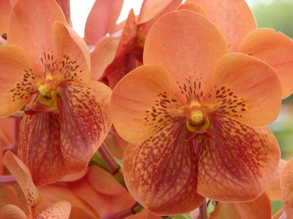 Vanda