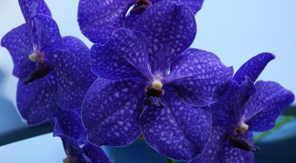 Vanda Pachara Delight