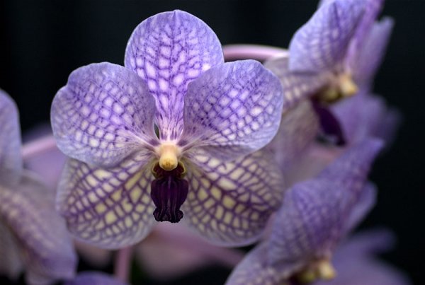 Vanda Rothschildiana