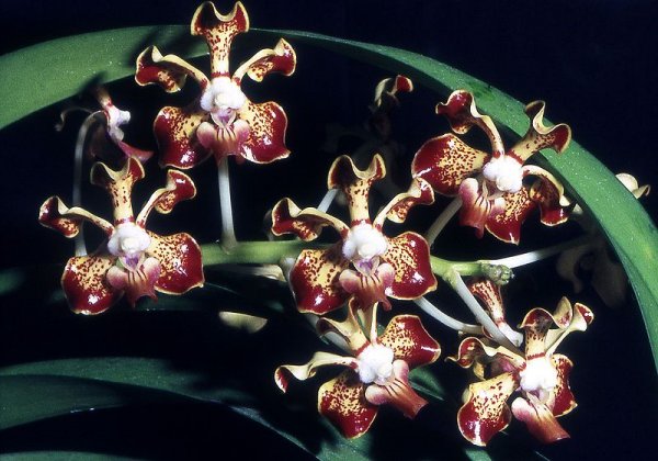 Vanda merrillii