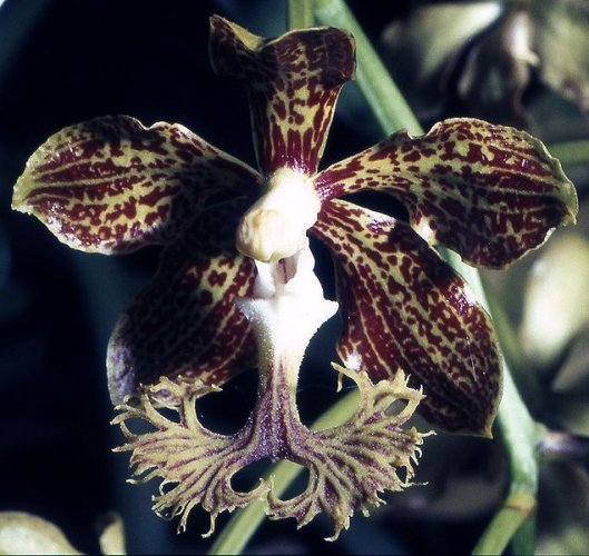 Vanda roeblingiana