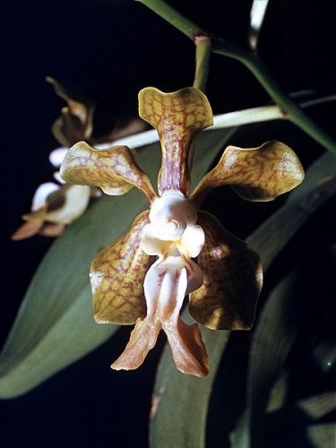 Vanda stangeana