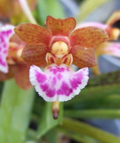 Vanda flabellata