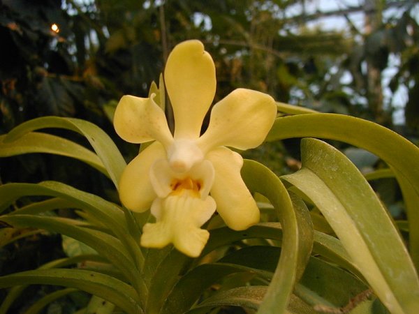 Vanda denisoniana