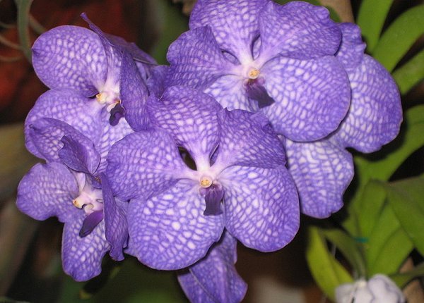 Vanda