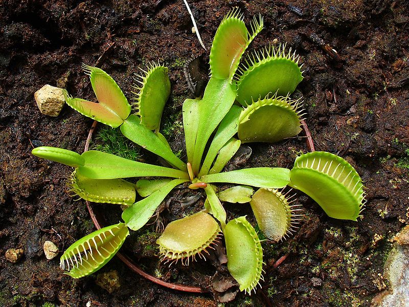 Venus Flytrap (Dionaea muscipula)