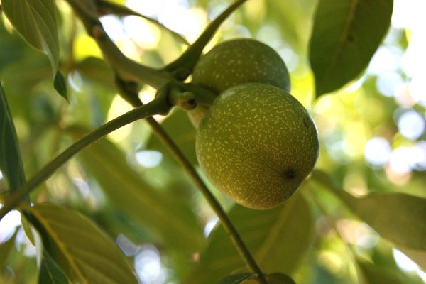 Green walnuts