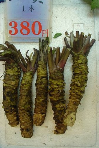 Fresh wasabi roots