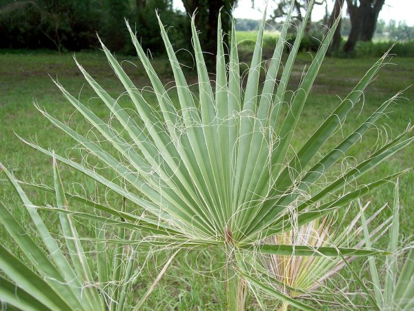 Washingtonia filifera