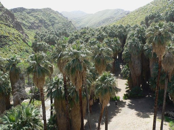 Washingtonia filifera