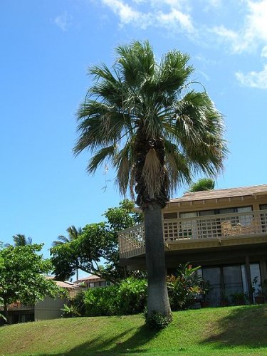 Washingtonia filifera