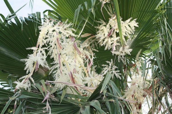 A flowering Mexican Fan Palm in Chandler, AZ.