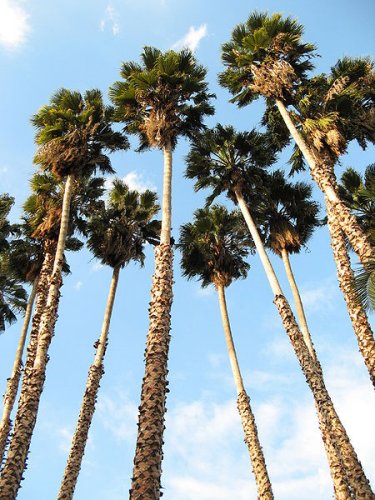 Washingtonia robusta