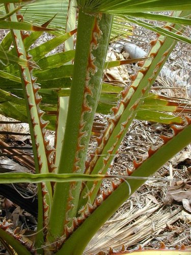 Washingtonia robusta-Spiny leaf stalk