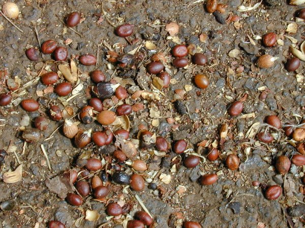 Seeds of Washingtonia robusta