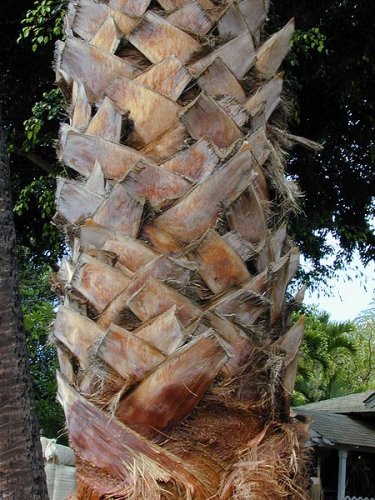 Washingtonia robusta-trunk