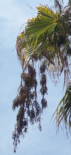 Inflorescence of Washingtonia robusta