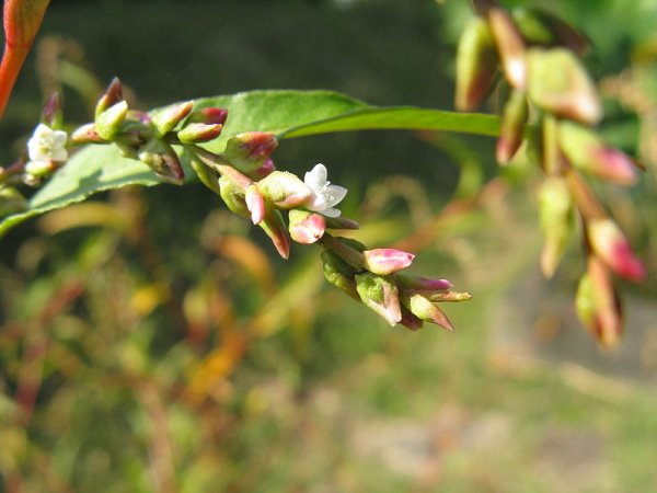 Water pepper