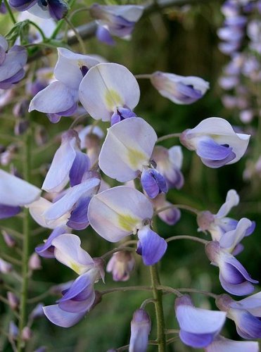 Wisteria floribunda