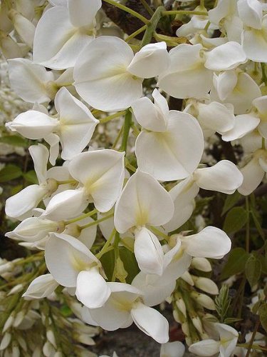 Wisteria sinensis