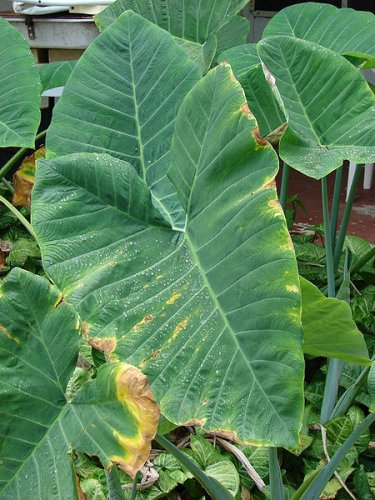 Leaves of Xanthosoma robustum