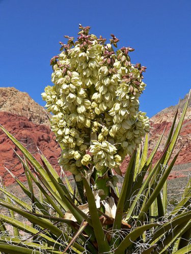 Yucca schidigera