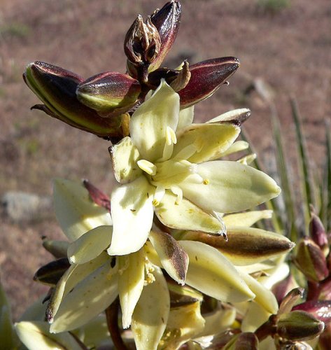 Flowers of Yucca schidigera