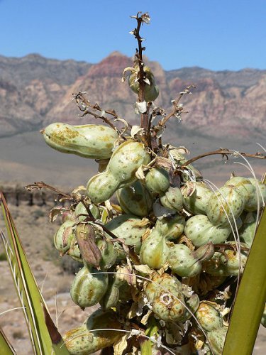 Fruits of Yucca schidigera