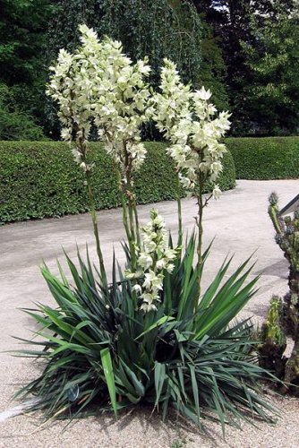 Yucca flaccida