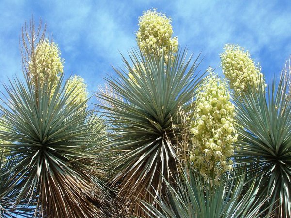 Yucca gloriosa