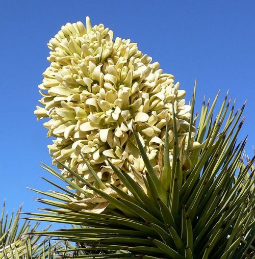 Closeup of Yucca brevifolia (Joshua Tree)inflorescence in Red Rock Canyon