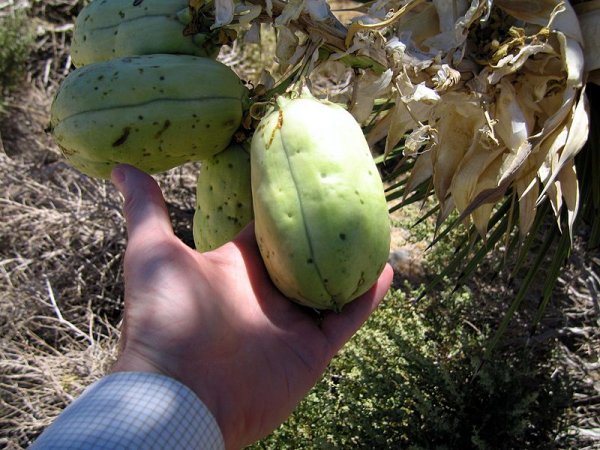 Joshua Tree (Yucca brevifolia) fruit