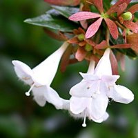 Abelia