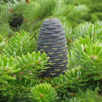 Abies koreana