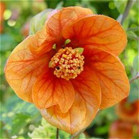 Abutilon