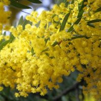 Acacia