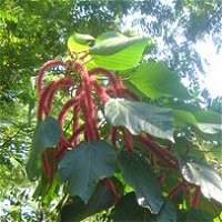 Acalypha hispida