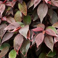 Acalypha wilkesiana