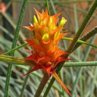 Acanthostachys strobilacea