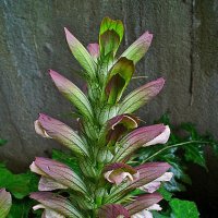 Acanthus