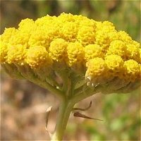 Achillea