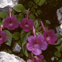 Achimenes